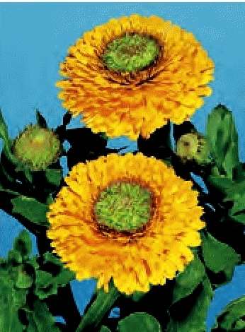 CALENDULA GIALLO A CUORE VERDE GR.50 - Foto 2